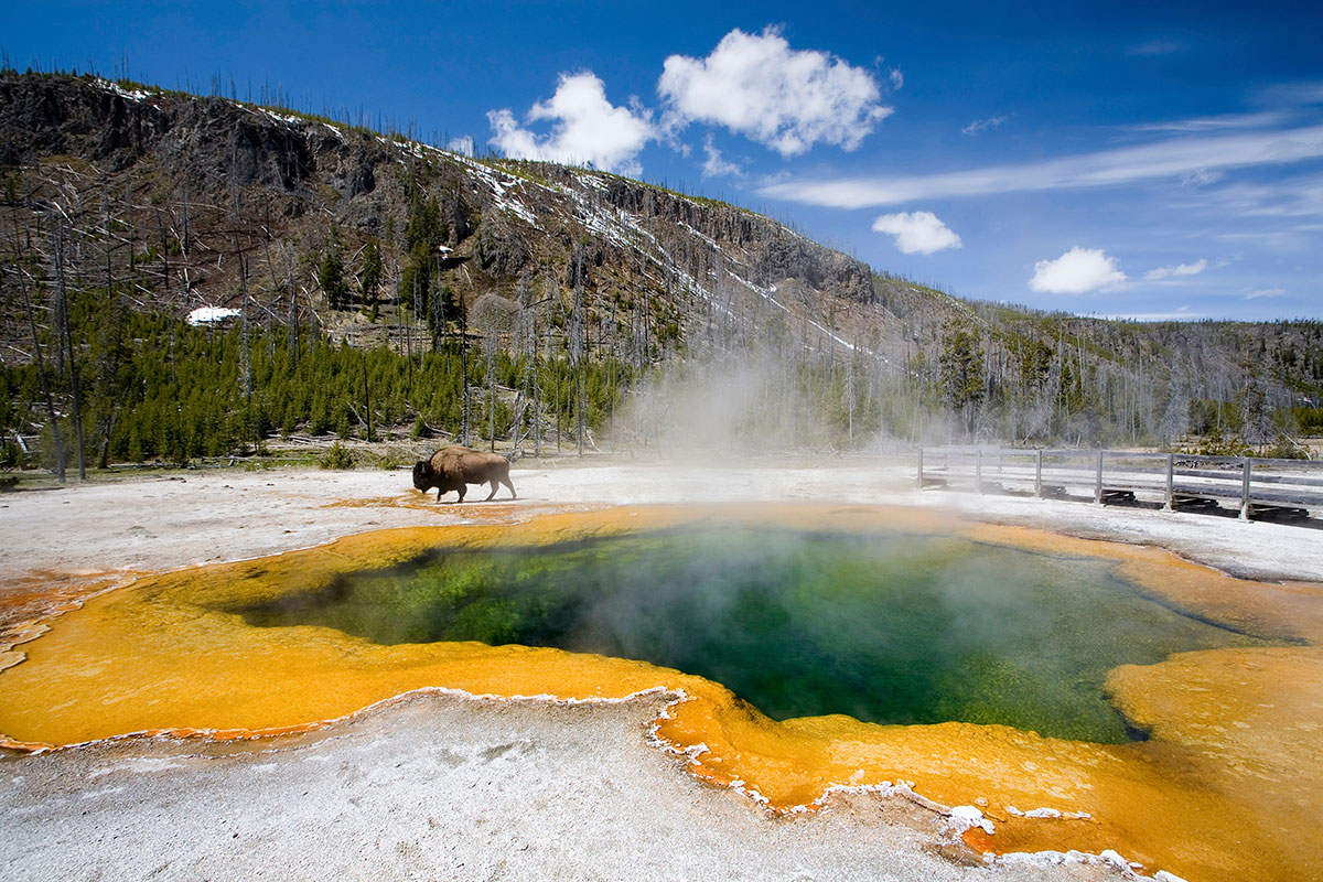 Bison Grazes Near a Geyser Pool in Yellowstone National Park